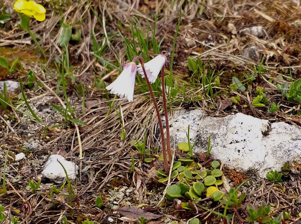 Soldanella minima